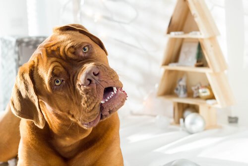 Pies przekręca głowę.