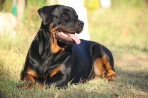 Cechy charakterystyczne rottweilerów
