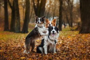 Odkryj wszystkie kolory, jakie może mieć border collie