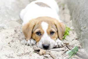 Adoptujesz psa? Pamiętaj, to nie jest osoba!