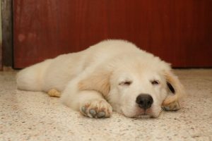 O czym śni Twój pies? Czy powinniśmy budzić psa ?