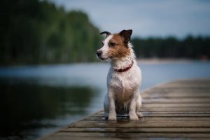 Pancho: najsłynniejszy pies w hiszpańskiej telewizji