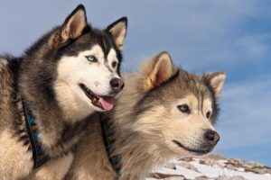 Alaskan malamute a husky syberyjski - różnice