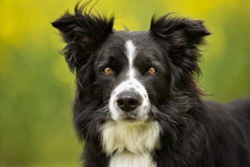 border collie