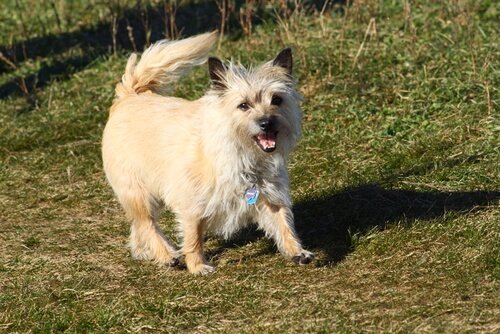 Cairn terrier na łące