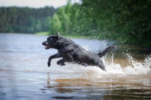 Labrador ratuje dwa pozostawione w kanoe psy