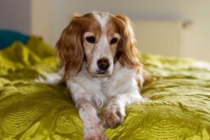 Pies traci wzrok - jak się nim opiekować