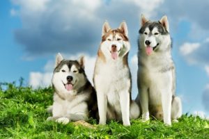 husky syberyjskie są podobne do wilka