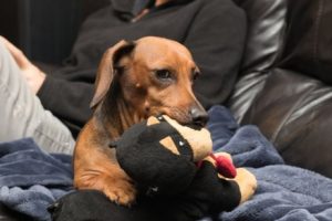 jamnik gryzie zabawkę zazdrość