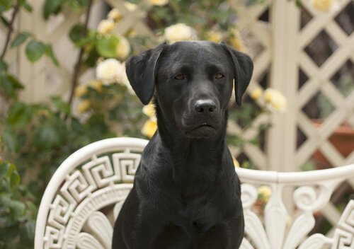 Czarny labrador.