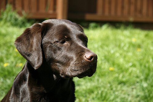 Czekoladowy labrador.