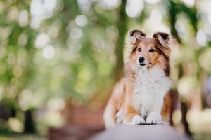 Najinteligentniejsze rasy psów – najpopularniejsze