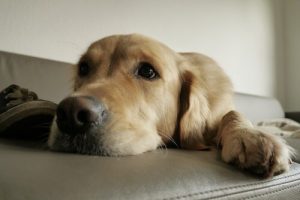 Naturalne instynkty psa - jak je zaspokoić