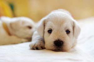 Oliwa z oliwek dla zwierząt – czy warto?