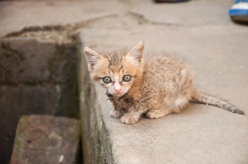 Osierocony kotek.