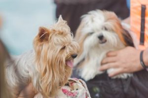 Rozmawianie ze zwierzakiem - jak to robić?