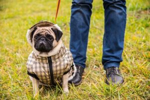 Nadopiekuńczość a agresja u psów