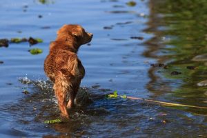 Młody mężczyzna ocalił psa narażając swoje życie