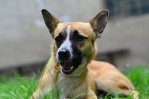 dlaczego psy jedzą trawę