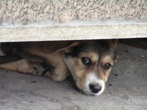 Lęk psa przed burzą – pomóż mu się z nim oswoić?