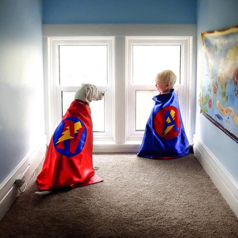 pies z peleryną supermana