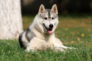 Inteligencja emocjonalna - czy psy ją mają?