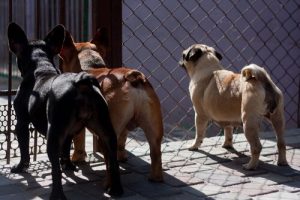 Zakaz spożywania mięsa psów i kotów na Tajwanie