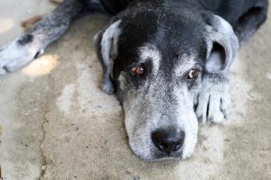 Długość życia zwierząt - jak długo żyją psy?