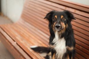 Sterylizacja - czy to dobre rozwiązanie dla zwierząt?