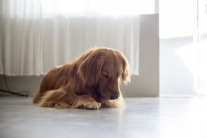 Dlaczego suka liże swój srom?