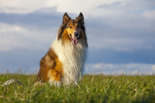 Collie - lassie.