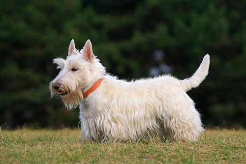 Biały terrier szkocki