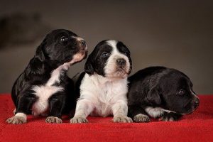 Trening szczenięcia - podstawowe informacje