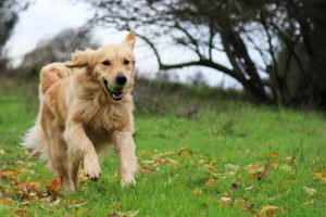Golden Retriever - czuła i kochająca rasa