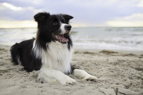 Border Collie na plazy a wyczuwanie raka