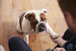 Pies do małego mieszkania – idealne rasy