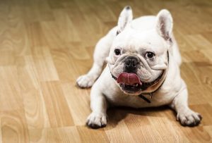 buldog francuski