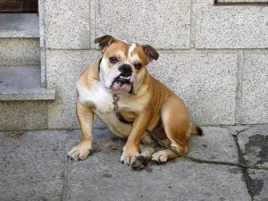 Buldog hiszpański - wszystko, co chcesz o nim wiedzieć