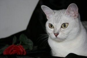 Burmilla - mniej znana rasa kotów