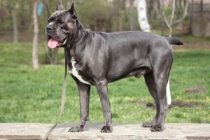Cane Corso - potężna i opiekuńcza rasa psów