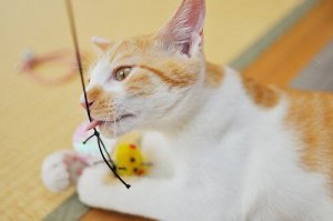 Ćwiczenia dla kota, które możesz z nim wykonywać