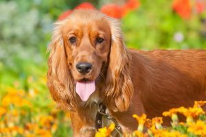 Cocker spaniel.