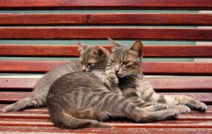 Kastracja - kiedy jest na nią czas? Czy jest zalecana?