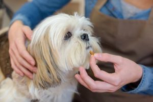 Fitoterapia weterynaryjna - co to takiego?
