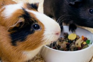 produkty zakazane w diecie świnki morskiej