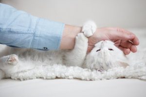 Kot gryzie przy głaskaniu? – Dlaczego to robi?