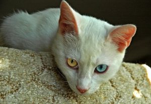 Najstarsze rasy kotów - kilka przykładów