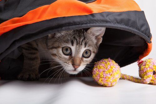 Kot w trakcie zabawy