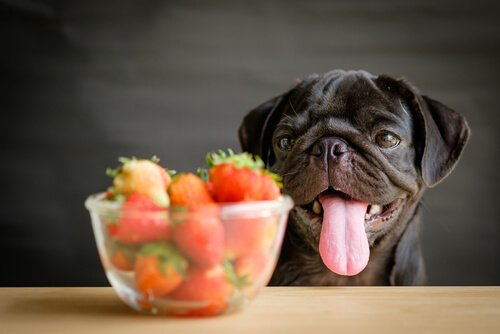 mops i truskawki
