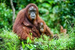 orangutan